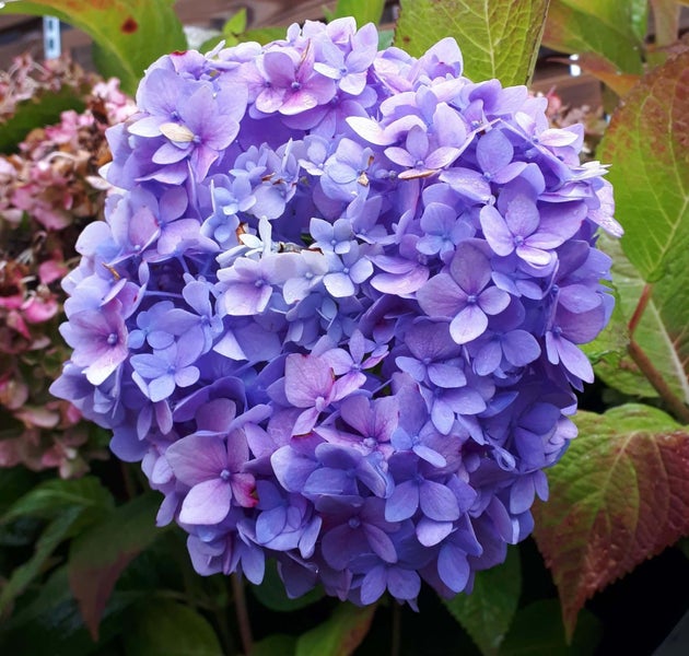 Hortensia: Betydning og symbolik